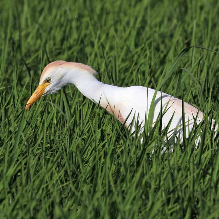 Cattle Egret
